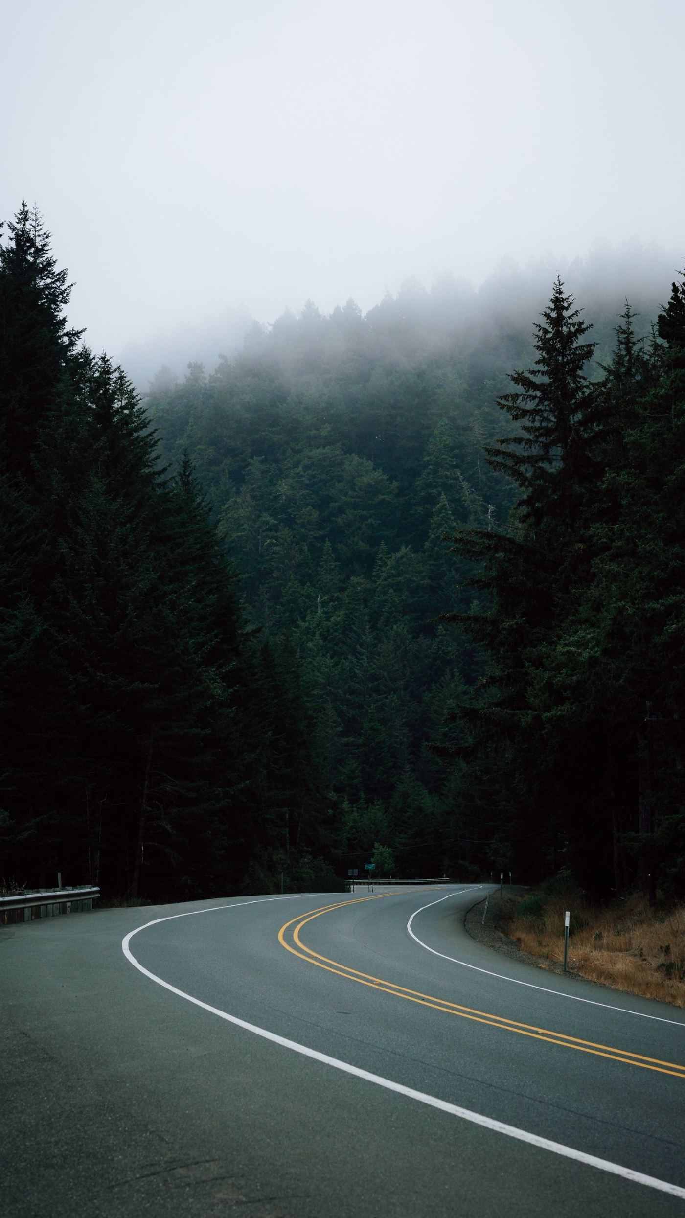 A winding road through a foggy forest, by Nate Tran