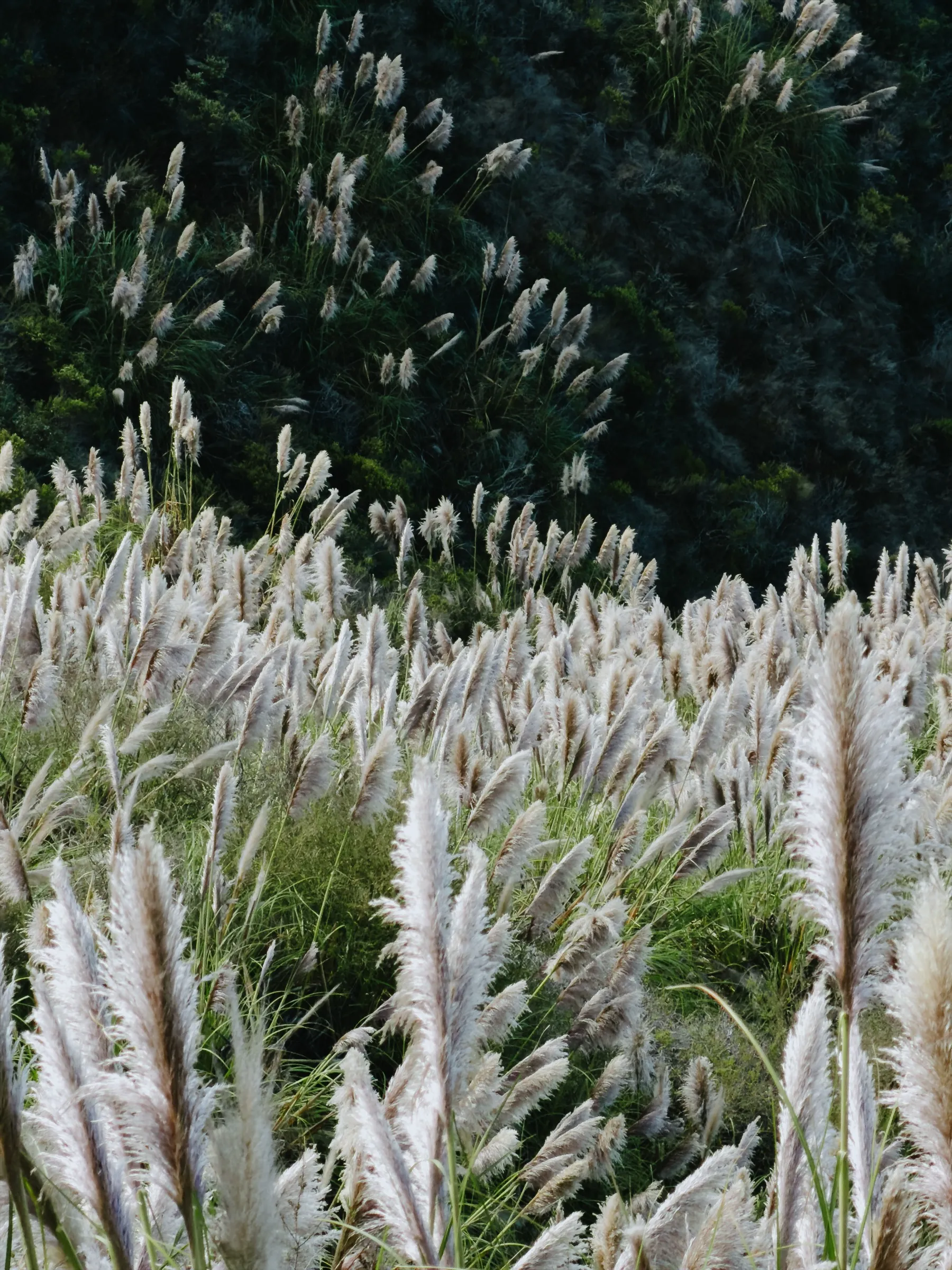 White pampas plumes against deep green hillside foliage, photographed by Nate Tran